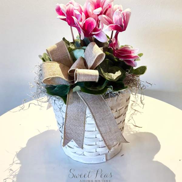 6" Pink Cyclamen