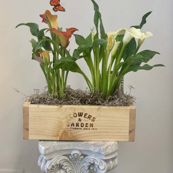 Calla Lily Garden box by Westford Florist Floral Art by Veny