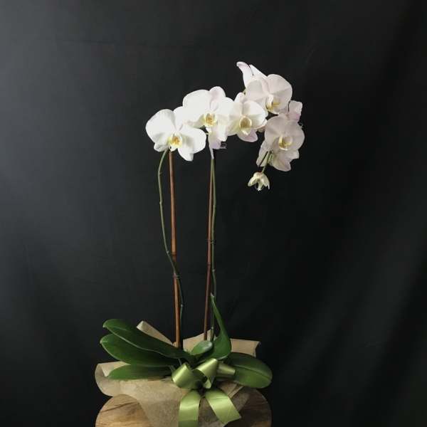 Double Standing Orchid
