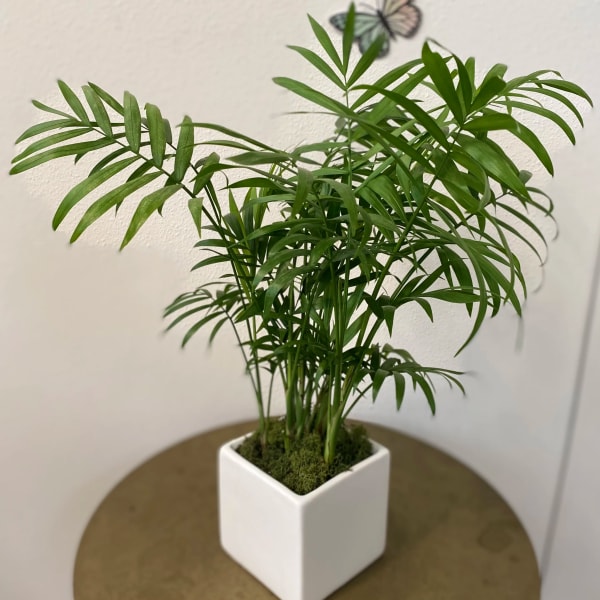 Potted palm plant in a white square ceramic planter