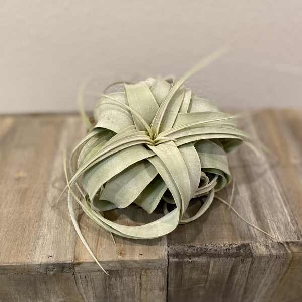 Pale green air plant resting on a wooden surface