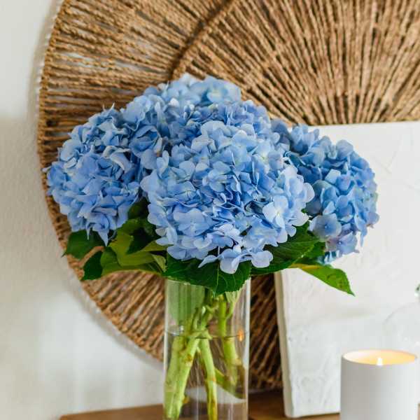 Blue hydrangeas in a clear glass vase beside a lit candle