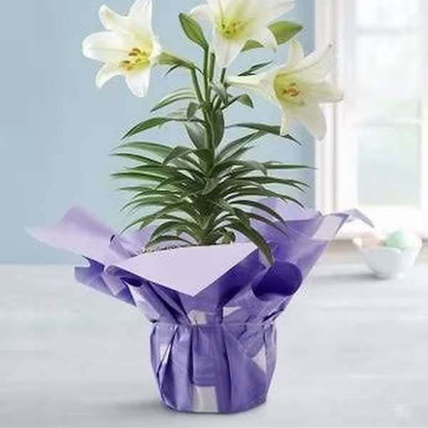 Easter Lily