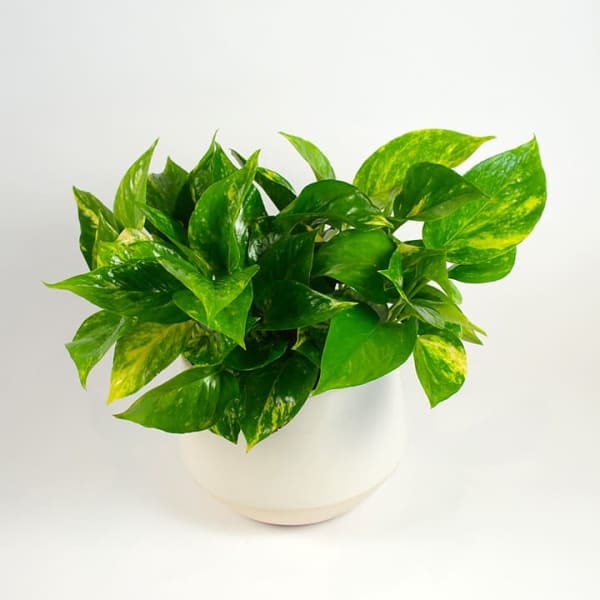 Potted pothos plant with variegated green leaves in a white pot