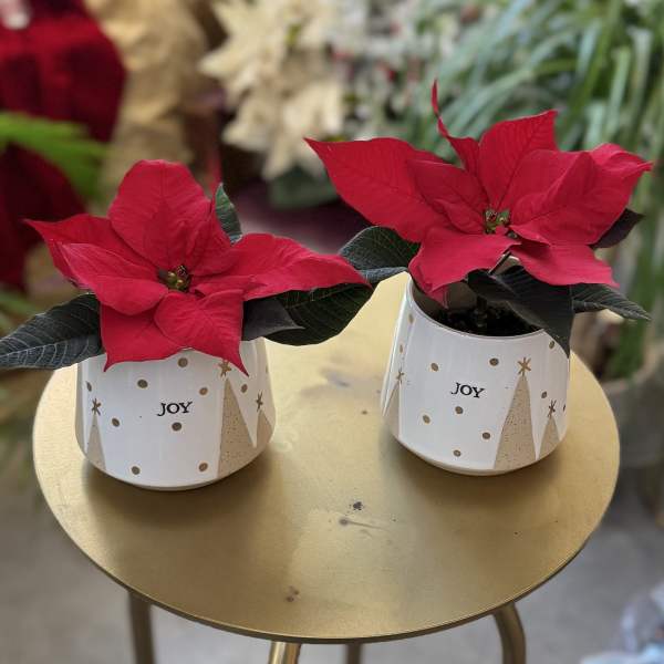 Two red poinsettias in white decorative pots on a gold table