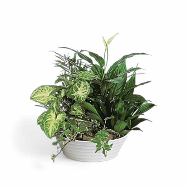 Petal Perfection’s Gardeners Dream