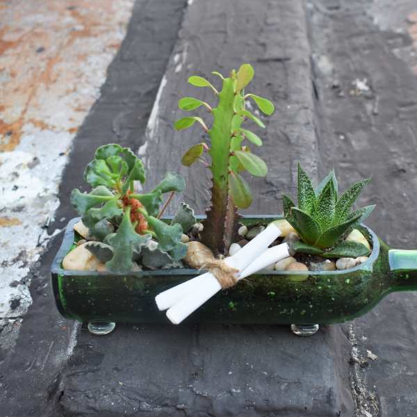 Succulent arrangement in a green glass bottle with a ribbon tie