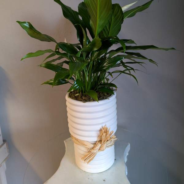 Peace lily houseplant in a tall white ribbed pot with a raffia bow
