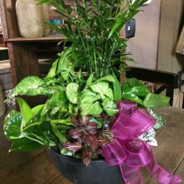 Potted green houseplant arrangement with a pink ribbon bow
