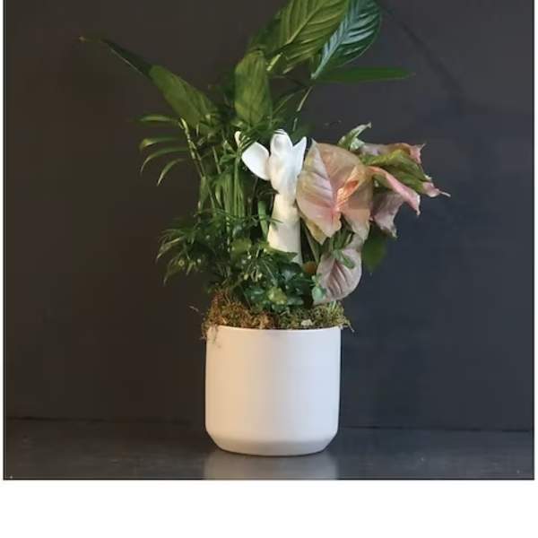 Potted tropical plant arrangement in a white ceramic pot