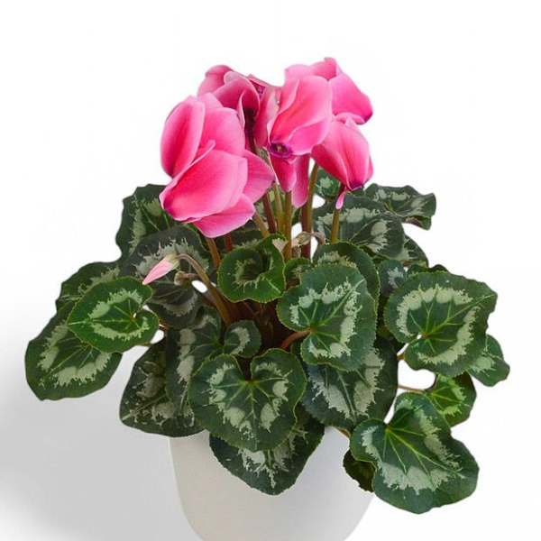 Pink cyclamen in a white pot