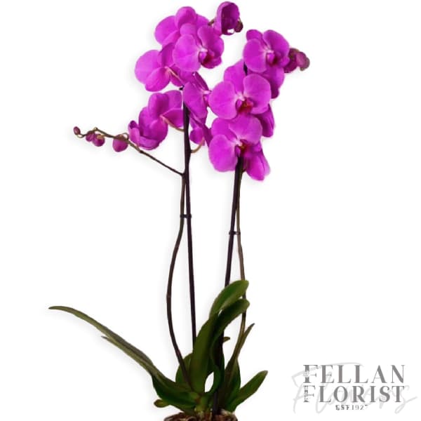 Potted magenta phalaenopsis orchid plant with tall stems and blooms on a white background