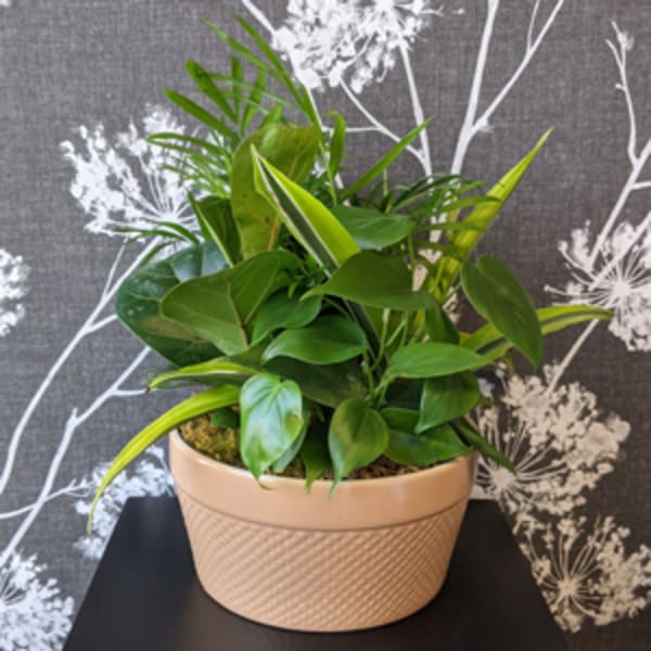 Potted green houseplant in a textured beige ceramic planter