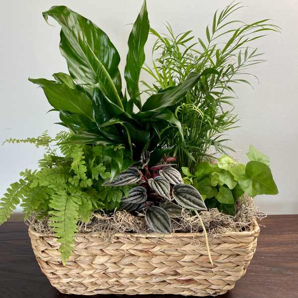 Lush Greens Plant Basket