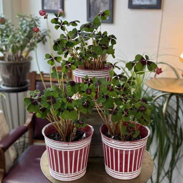 Three potted shamrock plants in red-and-white striped containers
