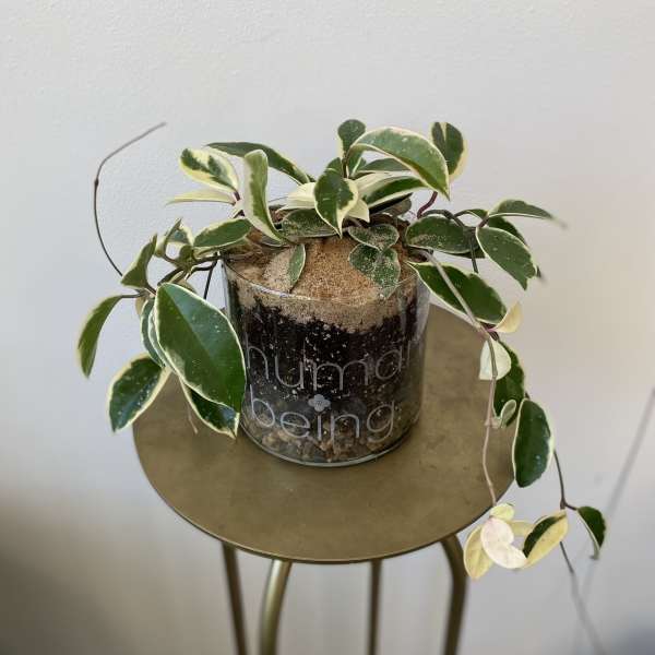 Variegated trailing plant in a clear glass pot on a small table
