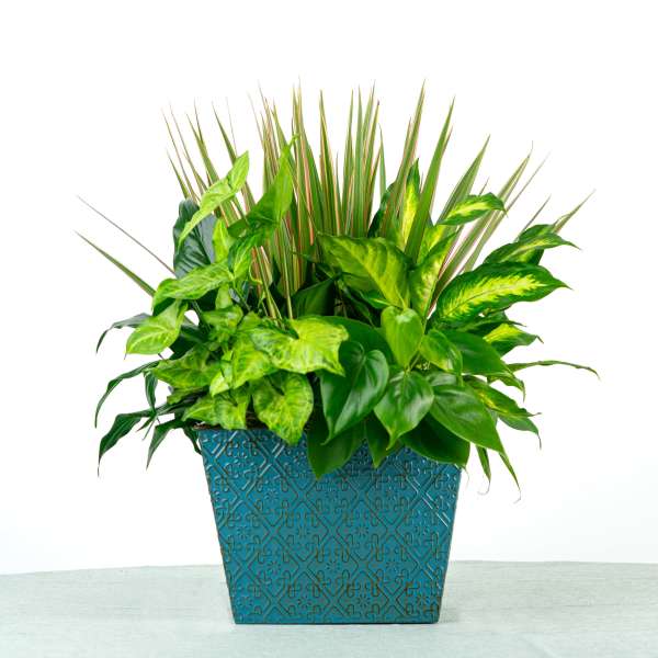 Our Ethan Dish Garden