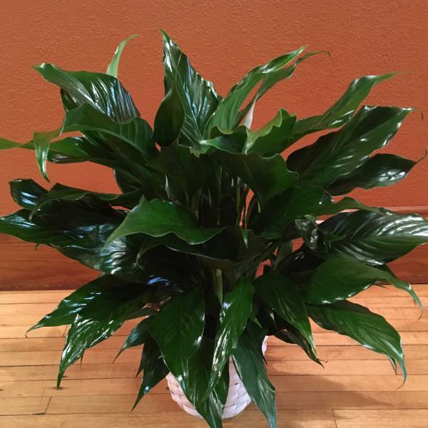 Potted plant with glossy dark green leaves in a white woven basket on a wood floor