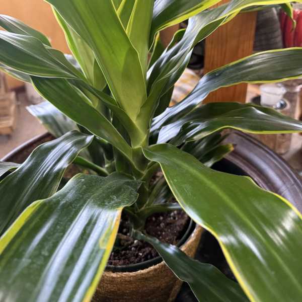 Dracaena Lemon Lime Plant