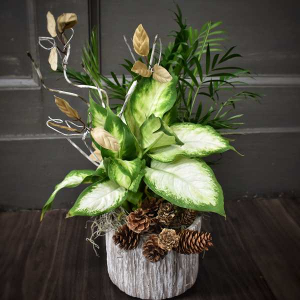 Breezy Birch Dish Garden