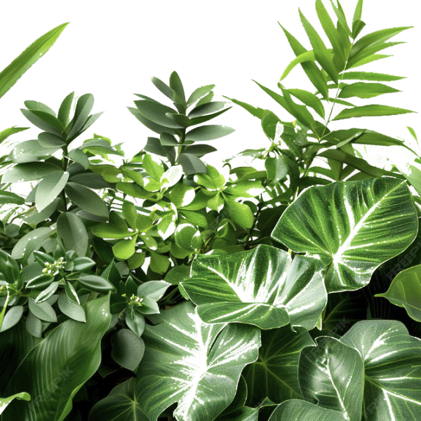 Dense arrangement of assorted green tropical foliage and potted plants