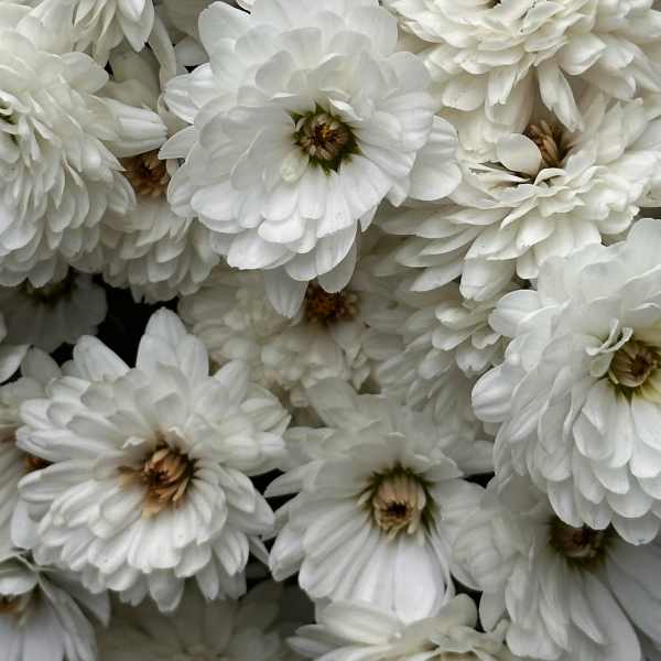 Cluster of white daisy-like flowers with layered petals