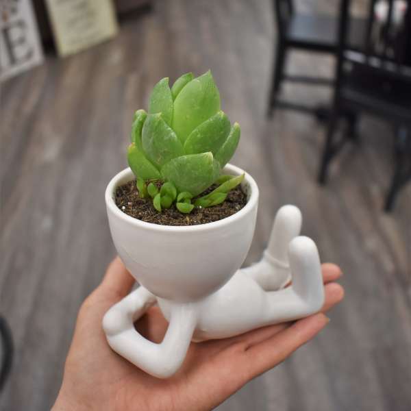 Small succulent in a white figurine planter held in a hand