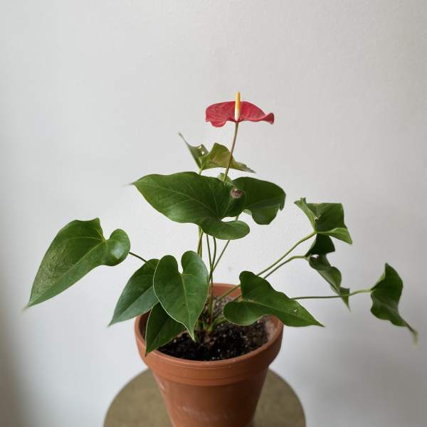 Potted anthurium plant with a red spathe and green leaves