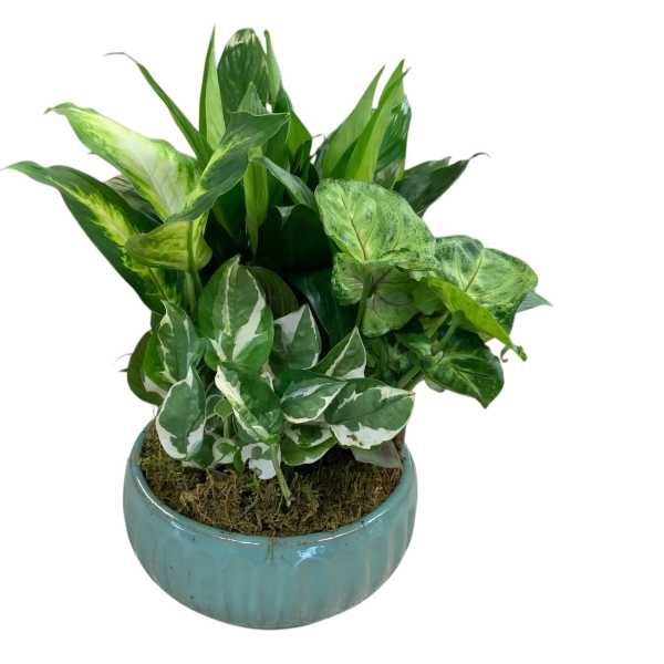 Potted green foliage arrangement in a blue ceramic planter