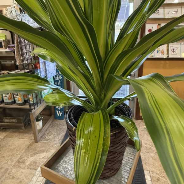 Draceana Marley Plant in Basket