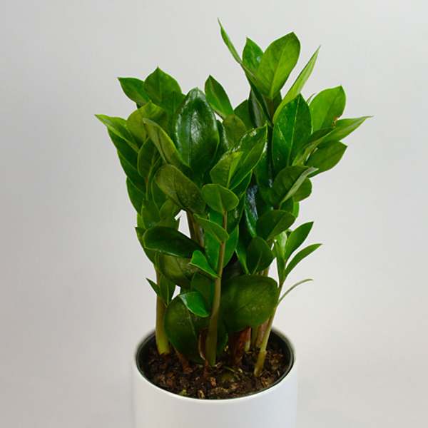 Potted green plant in a white cylindrical container