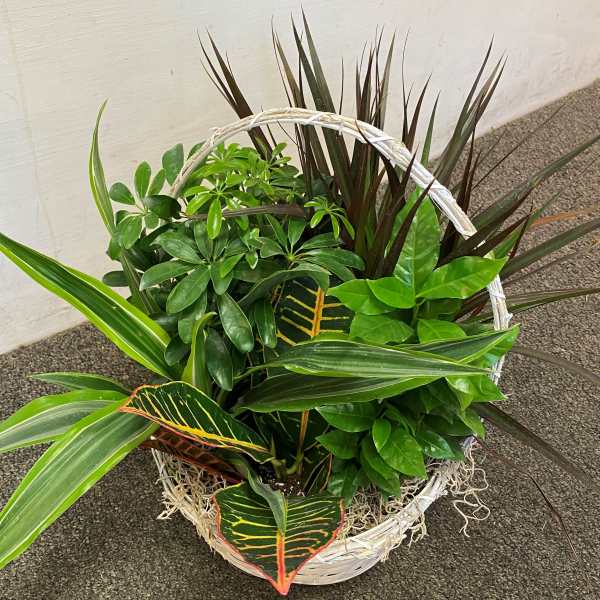 Dish Garden in Basket