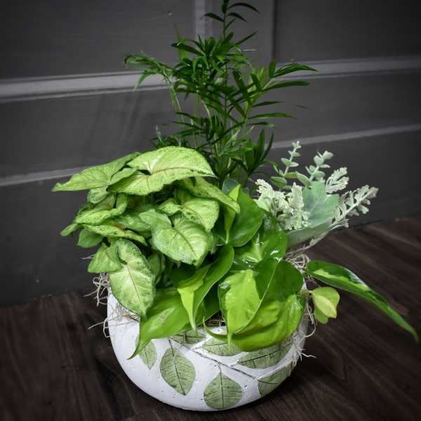 Green Serene Dish Garden