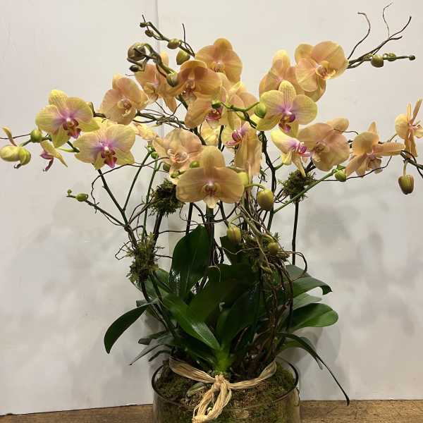 Quadro double stem phalaenopsis orchid