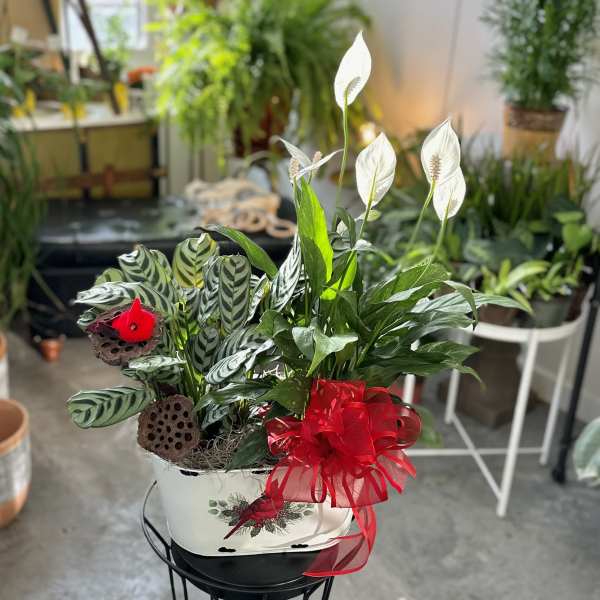 Potted peace lily and patterned foliage arrangement with a red bow