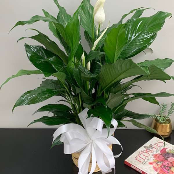 Potted peace lily with white blooms and a white ribbon in a basket