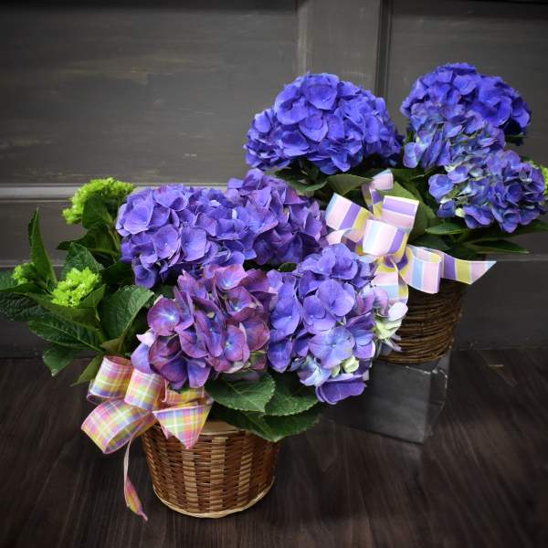 Blue Hydrangea Plant