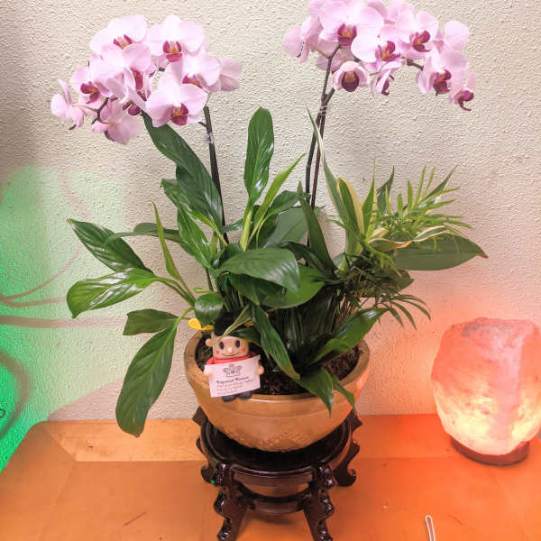 Pink orchid plant in a ceramic pot with a small figurine