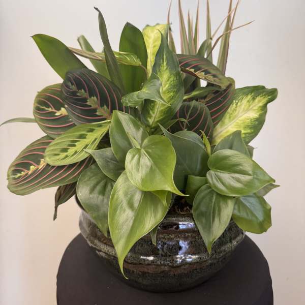 Mixed green houseplant arrangement in a dark ceramic bowl