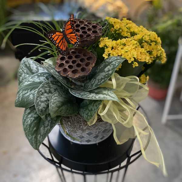 Potted yellow flowers with large patterned leaves and a butterfly accent