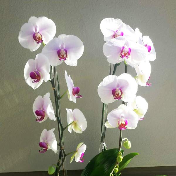 White orchids with pink centers in a white pot