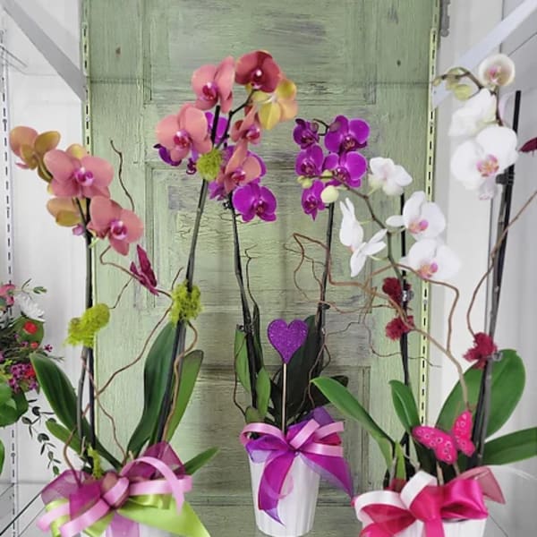 Three potted orchid arrangements with pink, purple, and white blooms