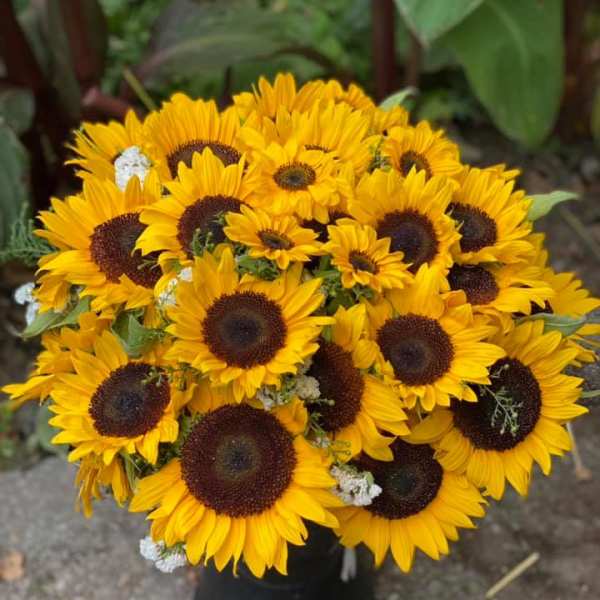 Bouquet of yellow sunflowers in a black vase