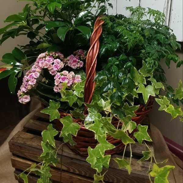 Basket of green houseplants with trailing ivy and small pink flowers