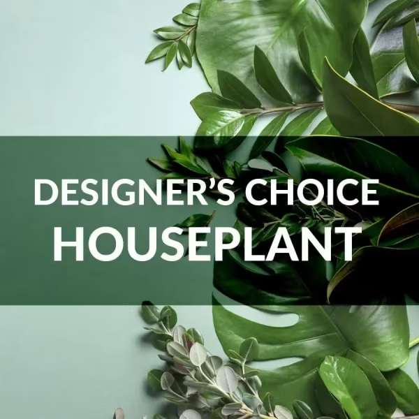 Houseplant foliage with large green leaves and bold text