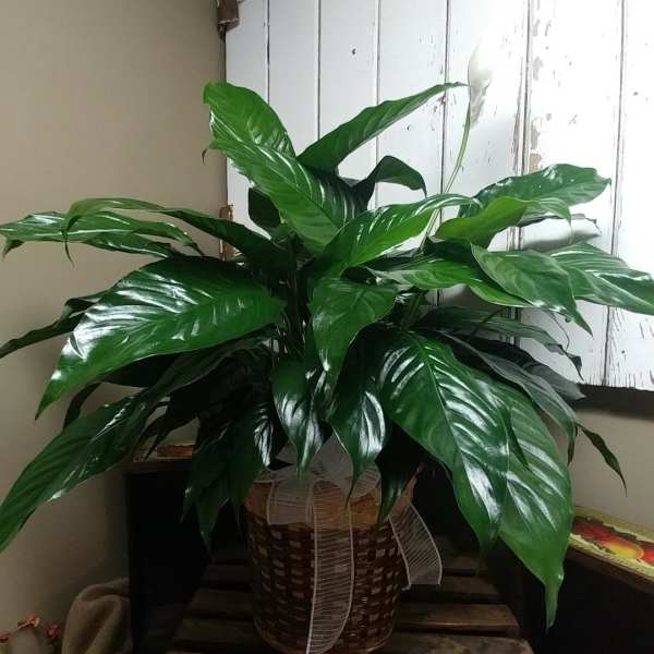 Potted peace lily plant with glossy green leaves and a white bloom in a woven basket