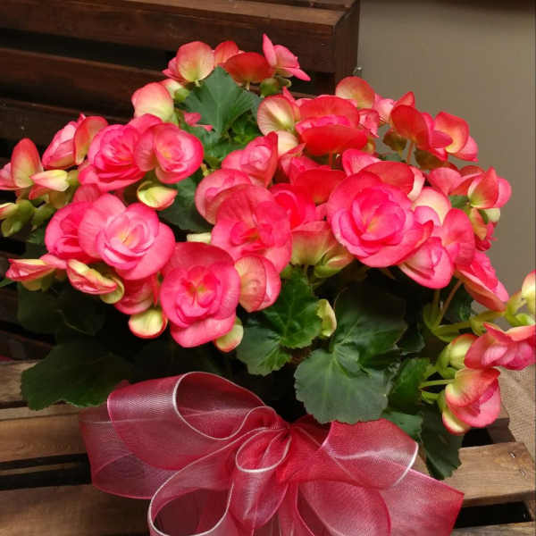 Pink flowering plant with a large ribbon bow in a wooden crate