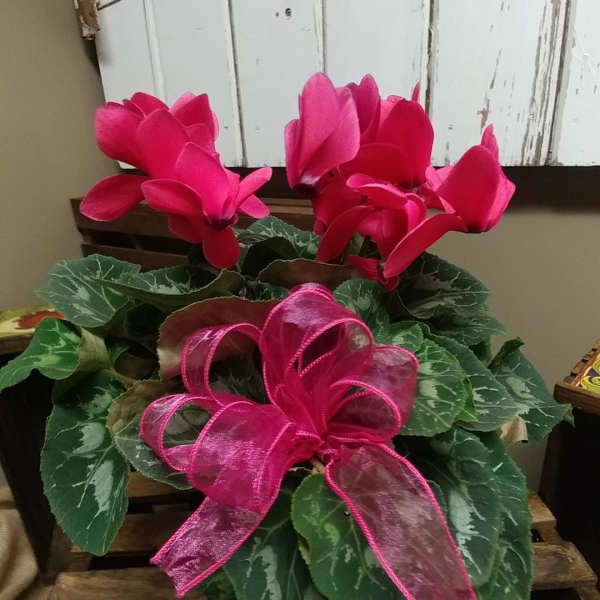 Potted cyclamen plant with bright pink blooms and a pink ribbon bow