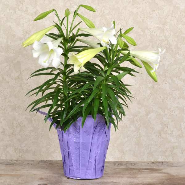 Potted lily plant with white blooms in a purple wrap