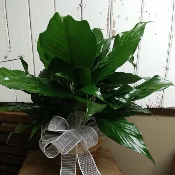 Potted green houseplant with a white ribbon bow